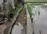 Irigasi Misterius Serobot Sawah Warga, Camat Bungkam, Kades Diduga Tekan Korban Klarifikasi Berita