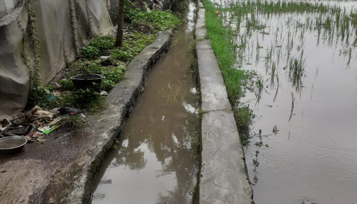 Irigasi Misterius Serobot Sawah Warga, Camat Bungkam, Kades Diduga Tekan Korban Klarifikasi Berita